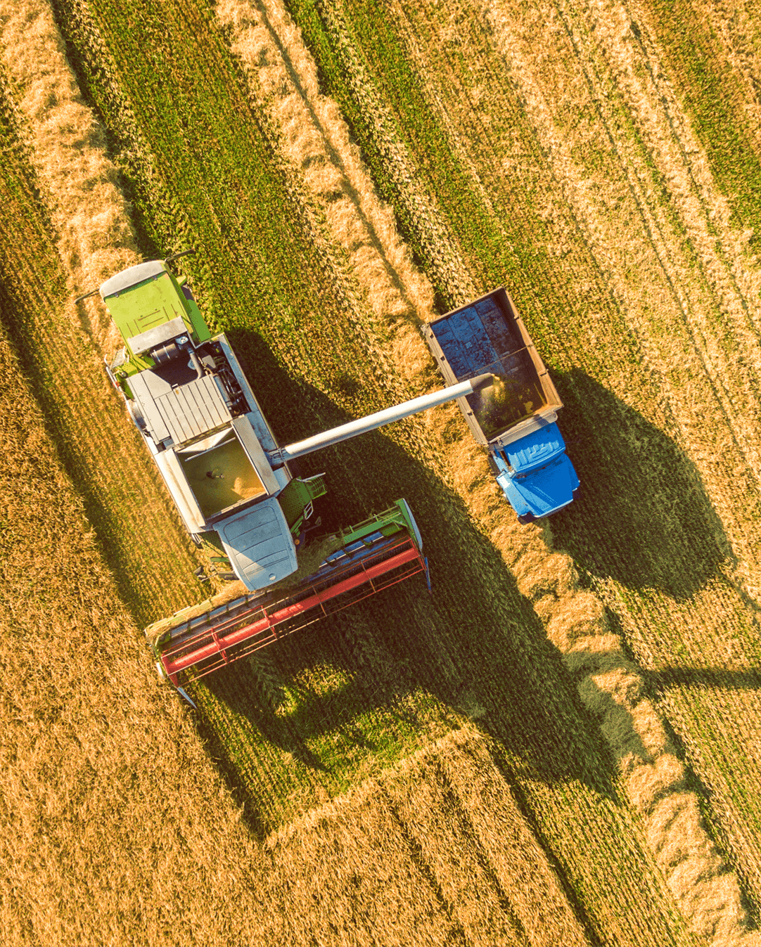 A shot from above of a combine harvester harvesting a field whilst a truck drives alongside collecting the produce.