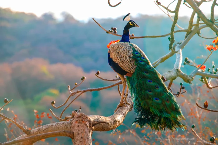 A male peacock perches in a tree.