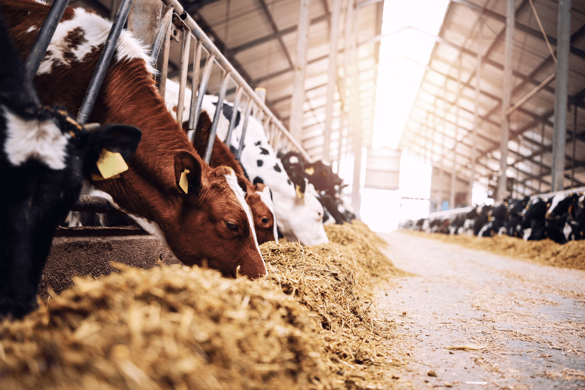 Cows inside a cowshed eating hay.